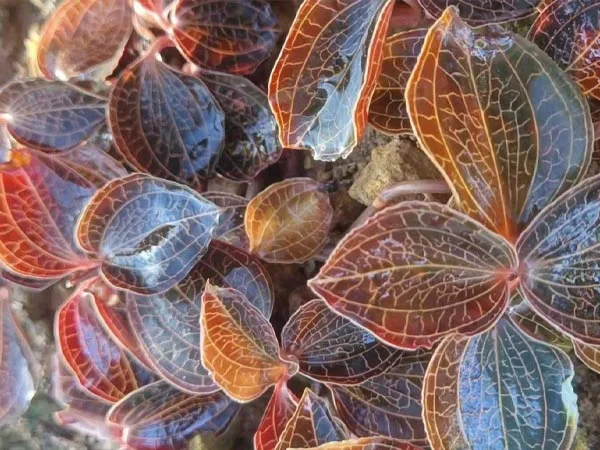 L'ingrediente a base di erbe premium ottiene un riconoscimento globale