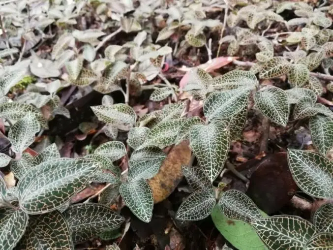 Scienziati cinesi a Wuhan scoprono l'Anoectochilus Roxburghii dopo 20 anni di ricerca e sviluppano con successo un farmaco sperimentale innovativo di classe 1