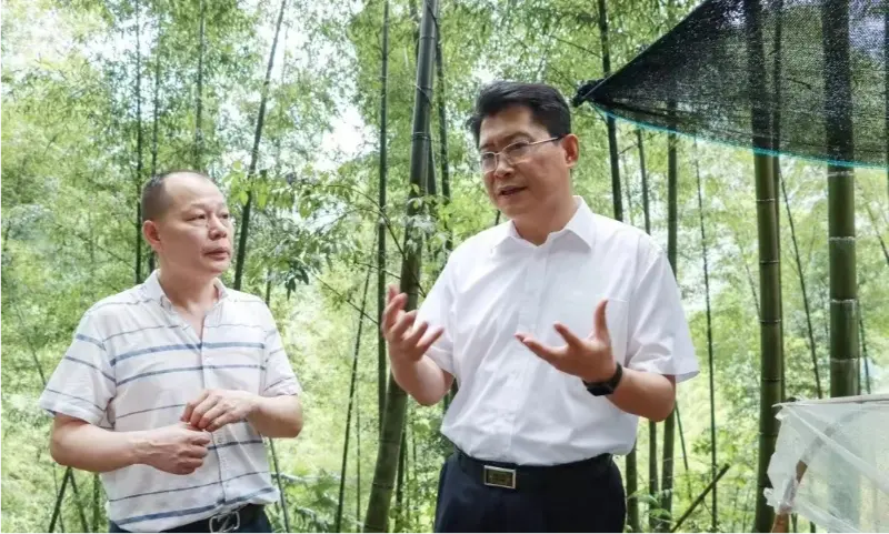 Liu Shuo, segretario del comitato municipale del partito di Pingxiang, ispeziona la base di piantagione di Anoectochilus