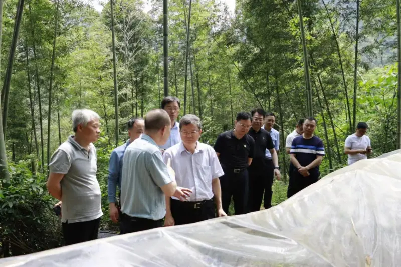 Liu Shuren, direttore del dipartimento di sviluppo e riforma dell'amministrazione nazionale per le foreste e le praterie, indaga sulla base di piantagione di Anxin Shibawan Anoectochilus