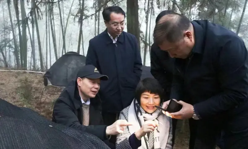 Lu Xiaoqing, ex presidente della Jiangzhong Pharmaceutical e attuale membro del comitato permanente del comitato provinciale del partito dello Jiangxi e direttore del dipartimento di pubblicità, ispeziona la nostra base di semina