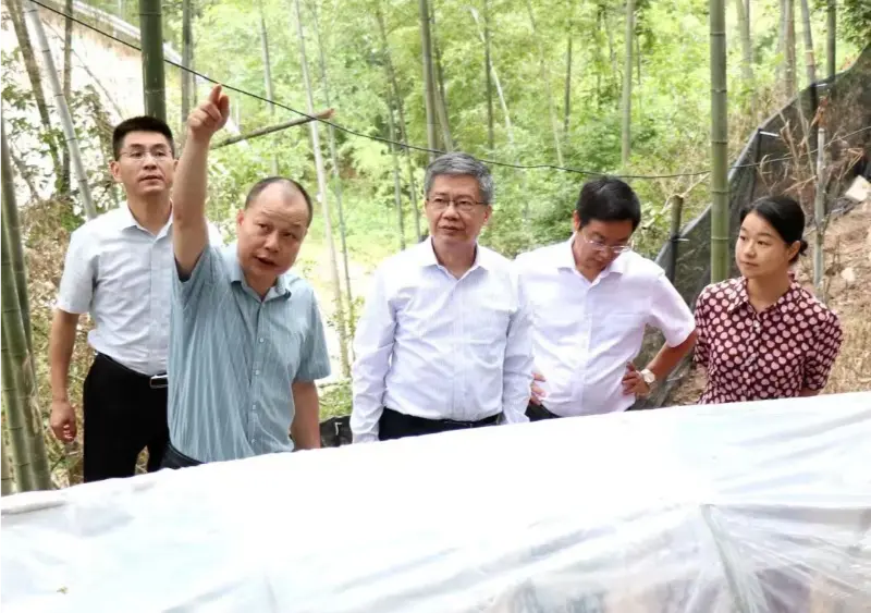Liu Hongning, preside dell'Istituto di ricerca avanzata dell'Università di medicina tradizionale cinese dello Jiangxi ed ex segretario del partito dell'università, guida il gruppo provinciale di esperti per la riforma globale della medicina tradizionale cinese nello Jiangxi per condurre ricerche presso la nostra base di Anoectochilus